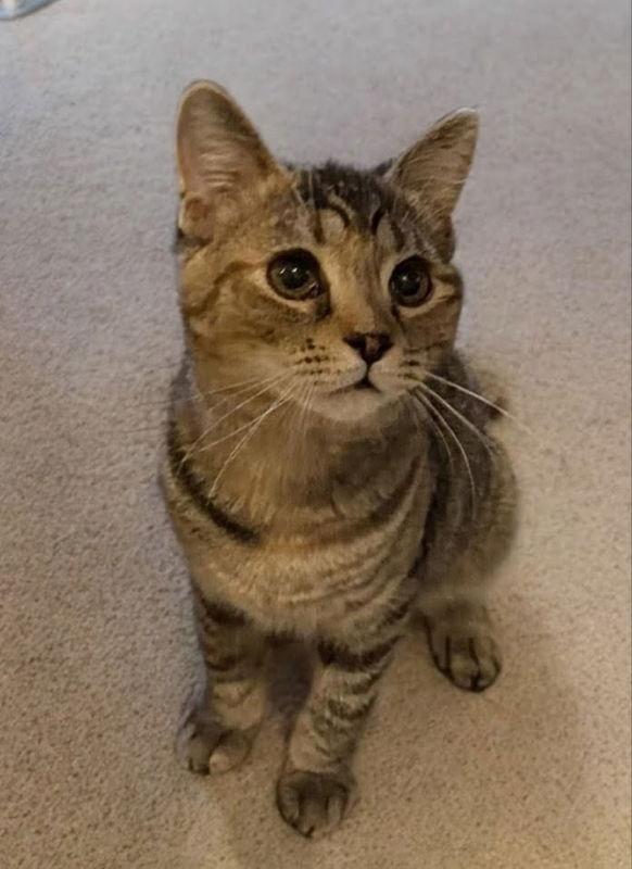 Enlarge May, a Adopted Torbie in Knoxville, TN image 1/3