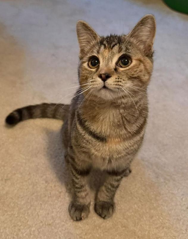 Enlarge May, a Adopted Torbie in Knoxville, TN image 2/3