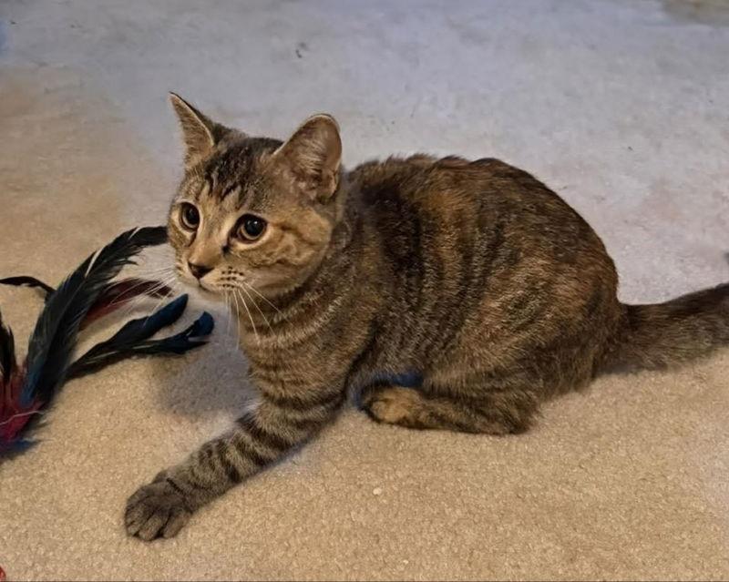 Enlarge May, a Adopted Torbie in Knoxville, TN image 3/3