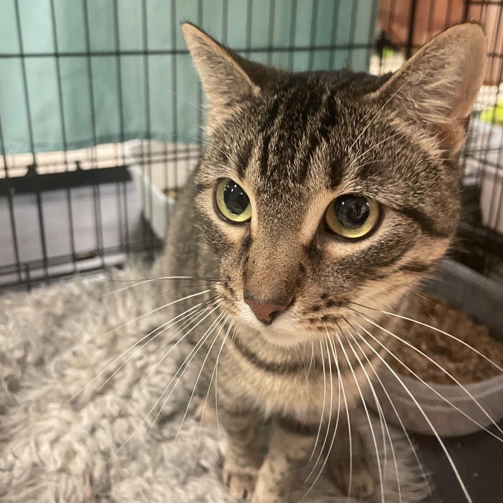 Enlarge Roxanne, a Adoptable Domestic Short Hair in Webster, TX image 1/2