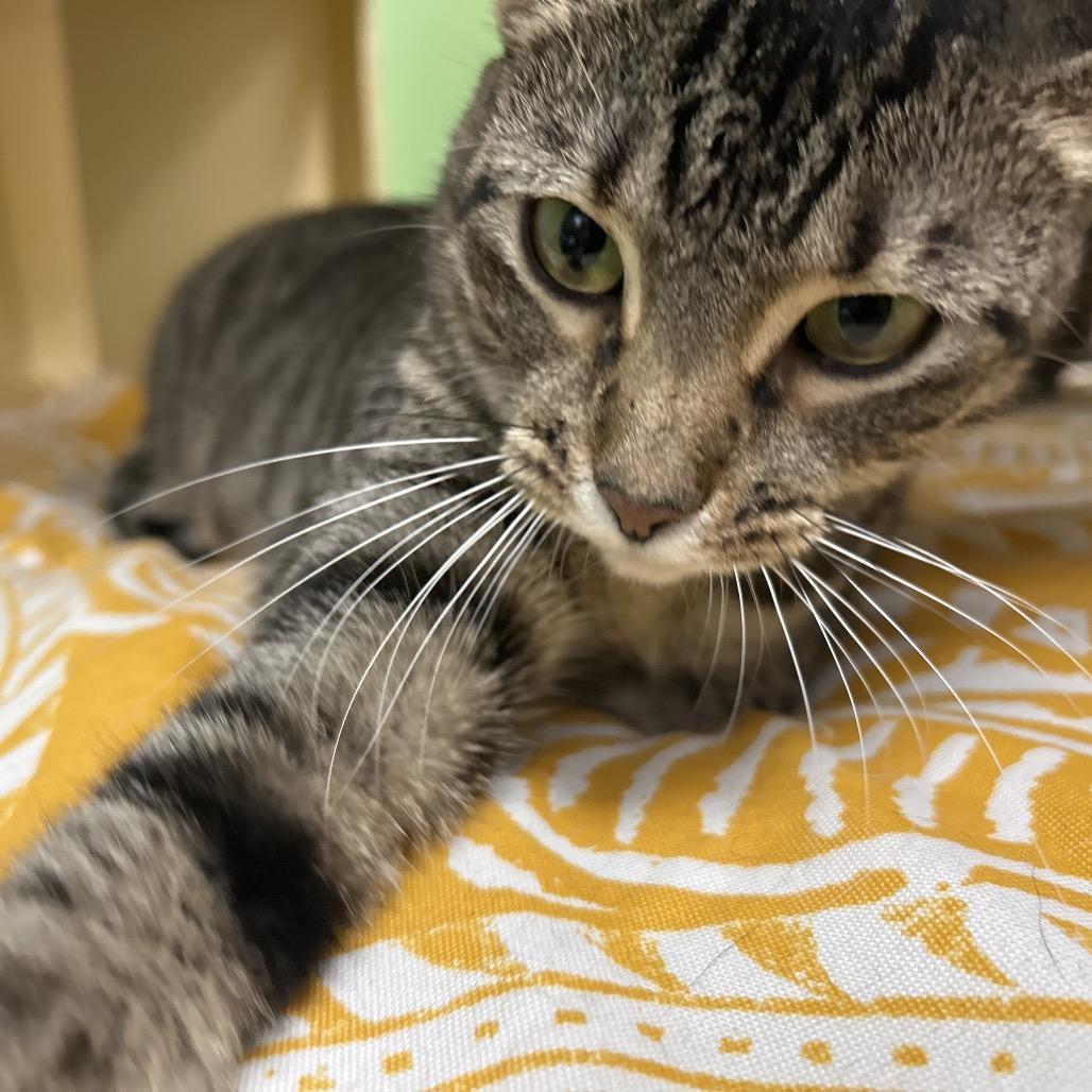 Enlarge Roxanne, a Adoptable Domestic Short Hair in Webster, TX image 2/2