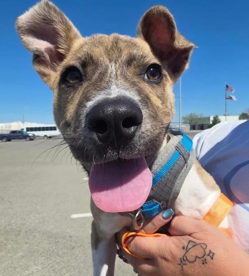 Enlarge Biscotti, a ADOPTABLE mixed breed in Santa Clara, CA image 4/4