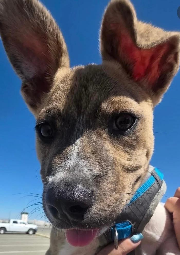 Enlarge Biscotti, a ADOPTABLE mixed breed in Santa Clara, CA image 3/4
