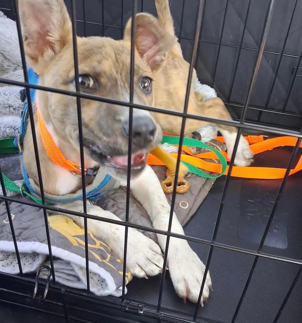 Enlarge Biscotti, a ADOPTABLE mixed breed in Santa Clara, CA image 2/4