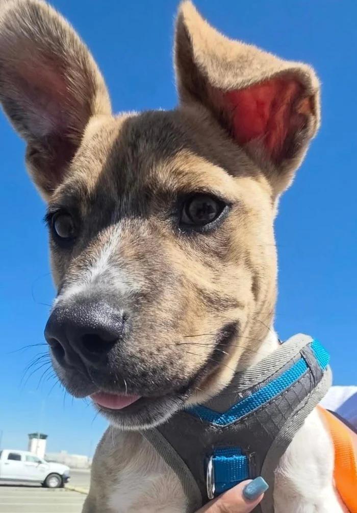 Enlarge Biscotti, a ADOPTABLE mixed breed in Santa Clara, CA image 1/4