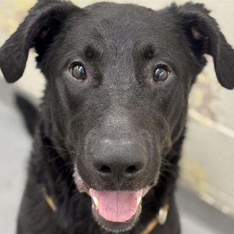 Cash, a Adoptable Mixed Breed in Tacoma, WA image 2/2