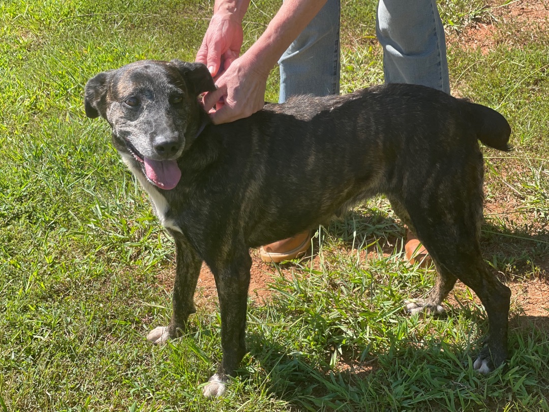 Coco, a Adoptable mixed breed in Richmond, VA image 1/12