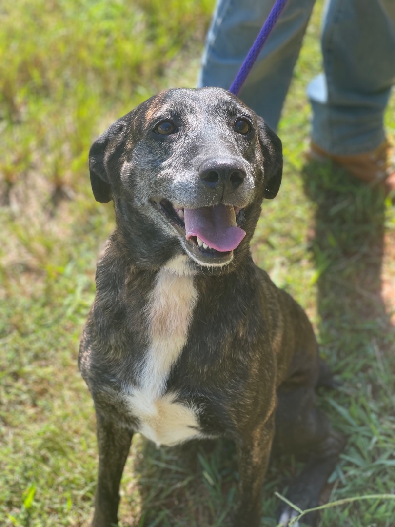 Coco, a Adoptable mixed breed in Richmond, VA image 2/12