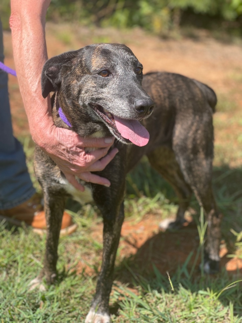 Coco, a Adoptable mixed breed in Richmond, VA image 3/12