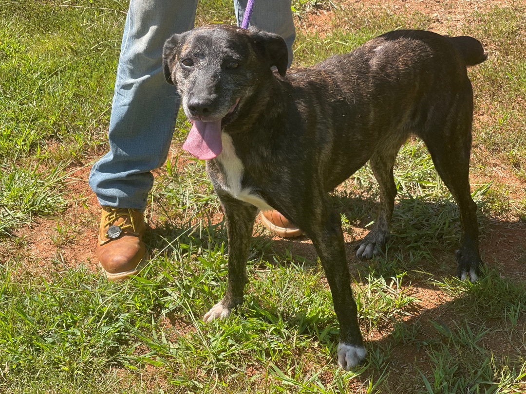 Coco, a Adoptable mixed breed in Richmond, VA image 4/12