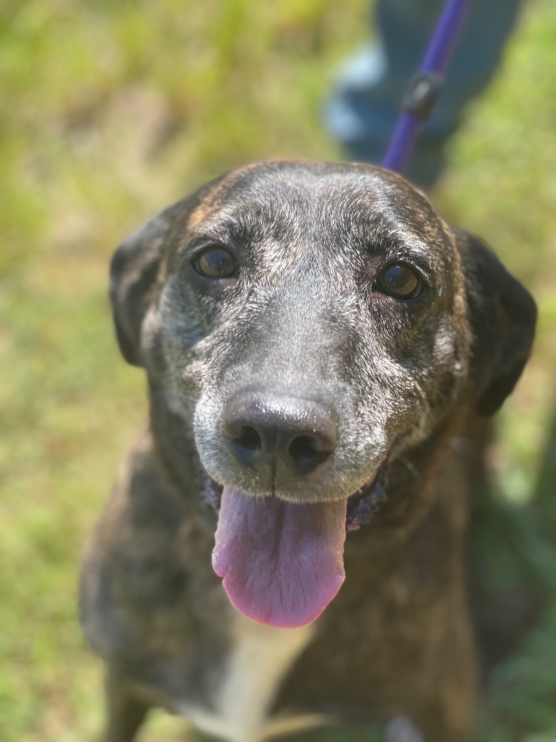 Coco, a Adoptable mixed breed in Richmond, VA image 5/12