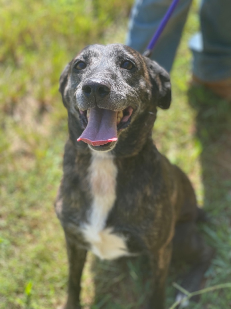 Coco, a Adoptable mixed breed in Richmond, VA image 6/12