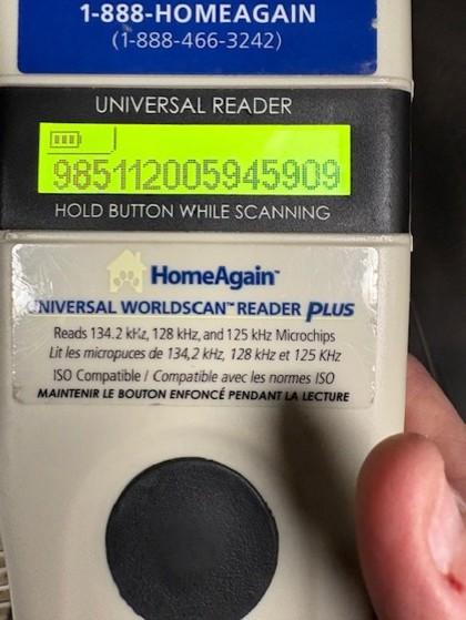 Enlarge Zelda, a Adoptable mixed breed in Irving, TX image 1/2