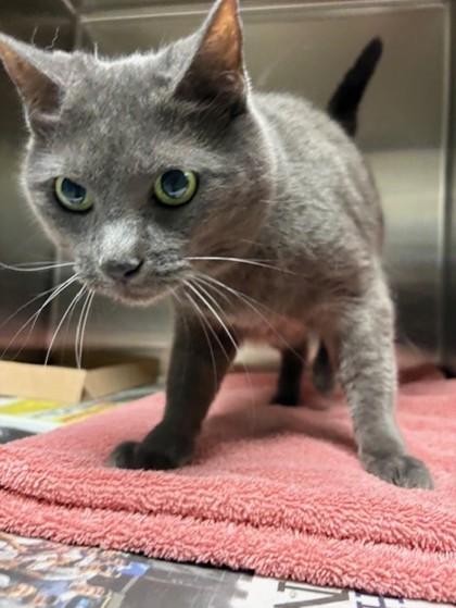 Enlarge Zelda, a Adoptable mixed breed in Irving, TX image 2/2