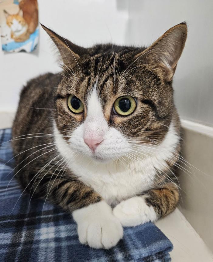 Enlarge Hannah & Fitzmorris Precious Sweet Mom & Daughter Cats, a ADOPTABLE Tabby in Metairie, LA image 6/6
