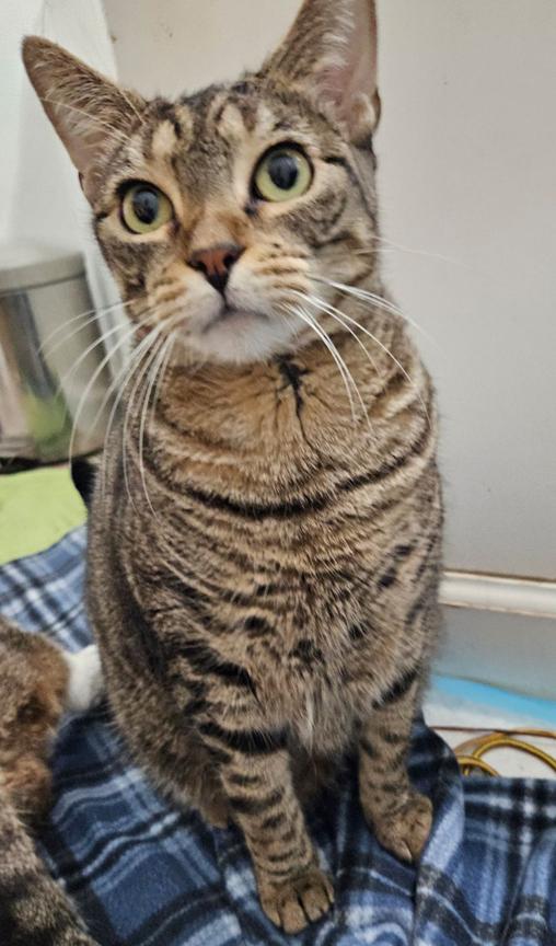 Enlarge Hannah & Fitzmorris Precious Sweet Mom & Daughter Cats, a ADOPTABLE Tabby in Metairie, LA image 3/6