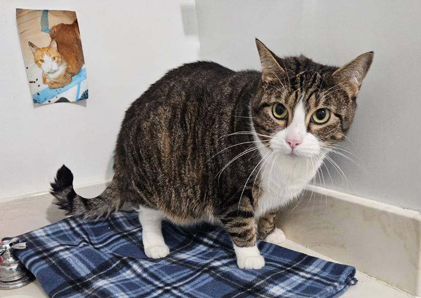 Enlarge Hannah & Fitzmorris Precious Sweet Mom & Daughter Cats, a ADOPTABLE Tabby in Metairie, LA image 4/6