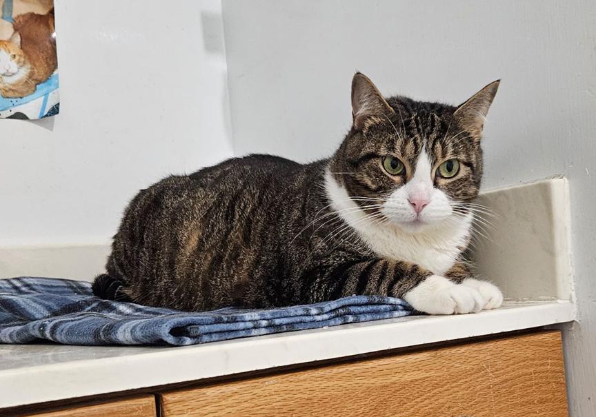 Enlarge Hannah & Fitzmorris Precious Sweet Mom & Daughter Cats, a ADOPTABLE Tabby in Metairie, LA image 2/6