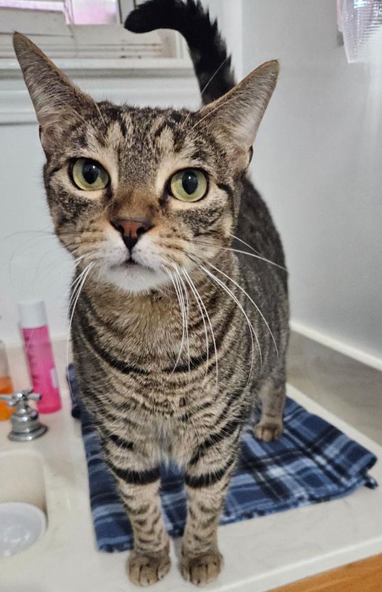 Enlarge Hannah & Fitzmorris Precious Sweet Mom & Daughter Cats, a ADOPTABLE Tabby in Metairie, LA image 5/6