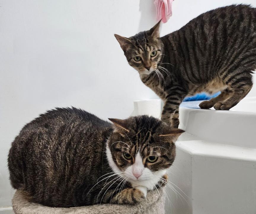 Hannah & Fitzmorris Precious Sweet Mom & Daughter Cats, ADOPTABLE, Adult Female Tabby.