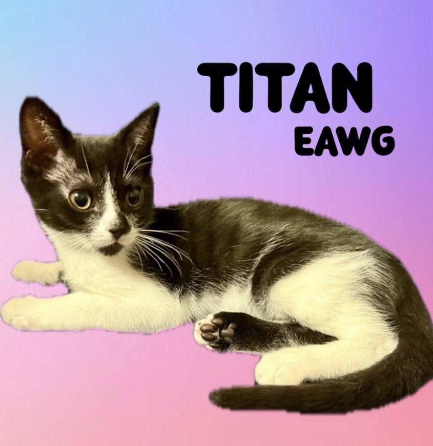 Titan, Adoptable, Young Male Domestic Short Hair.