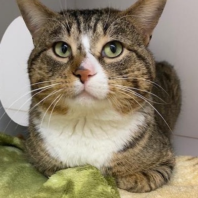 Tip Toe, a ADOPTABLE mixed breed in Bonnyville, AB image 2/2