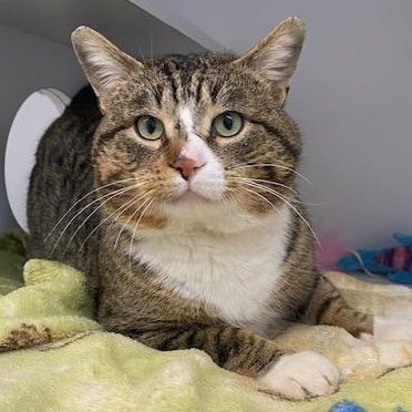 Tip Toe, a ADOPTABLE mixed breed in Bonnyville, AB image 1/2