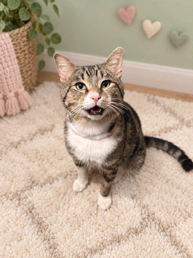 Enlarge Theo, a Adoptable mixed breed in Homer Glen, IL image 1/3