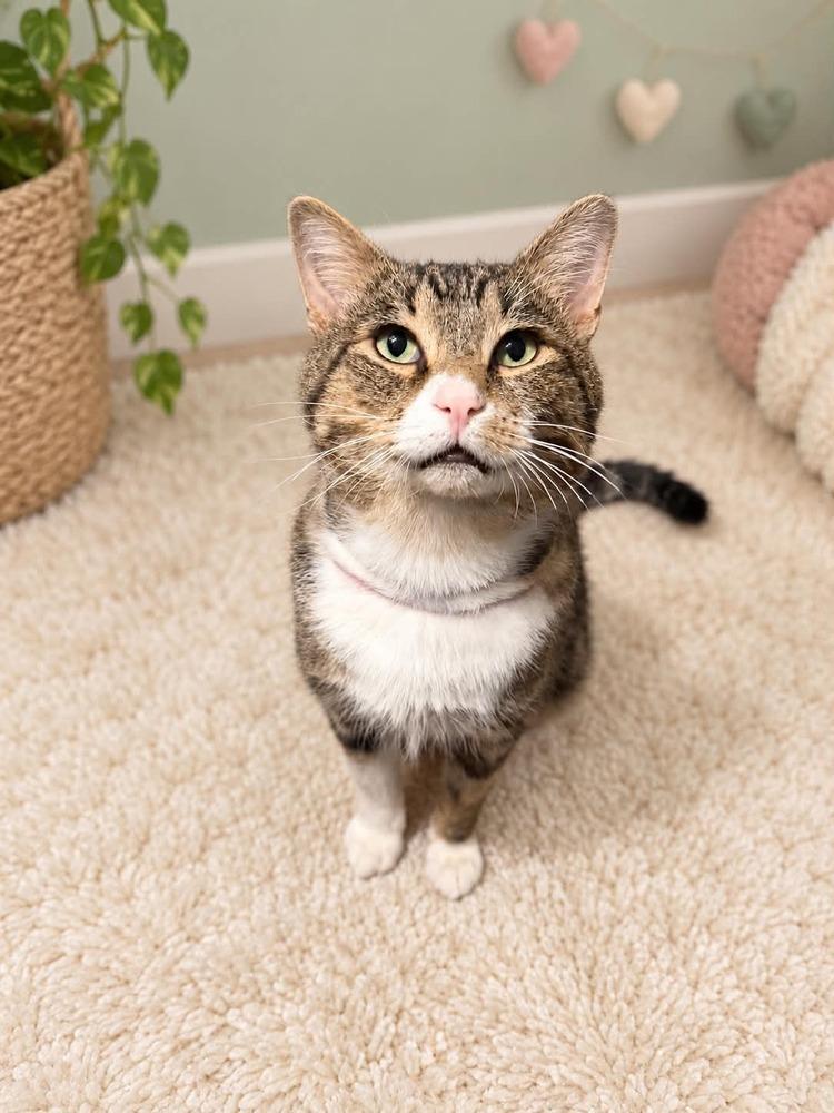 Enlarge Theo, a Adoptable mixed breed in Homer Glen, IL image 2/3