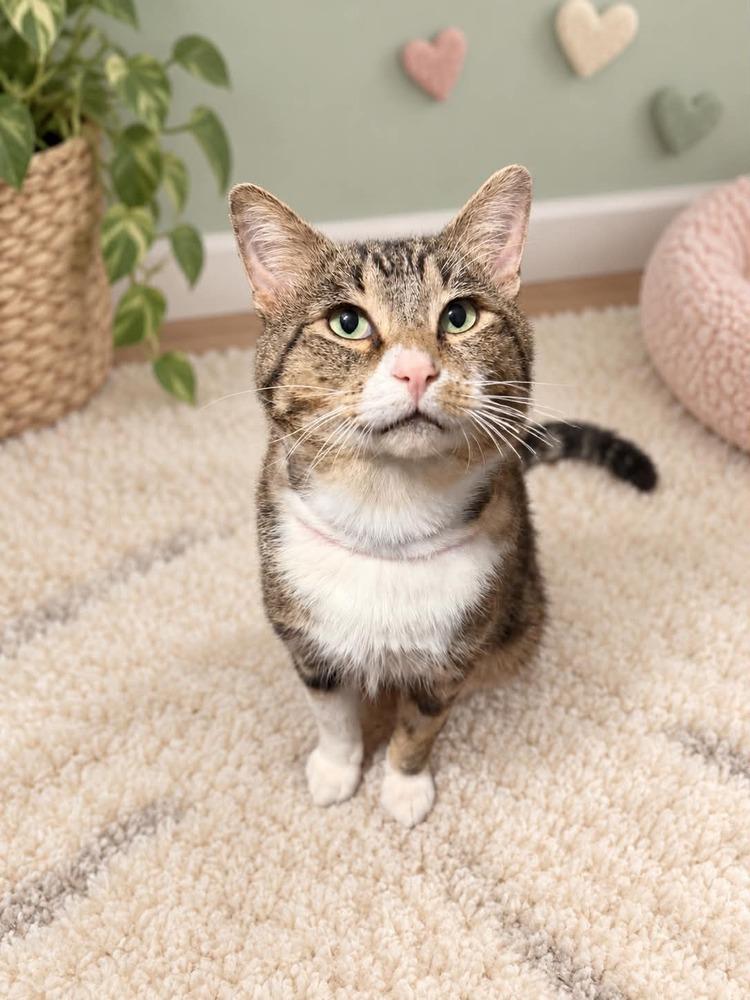 Enlarge Theo, a Adoptable mixed breed in Homer Glen, IL image 3/3