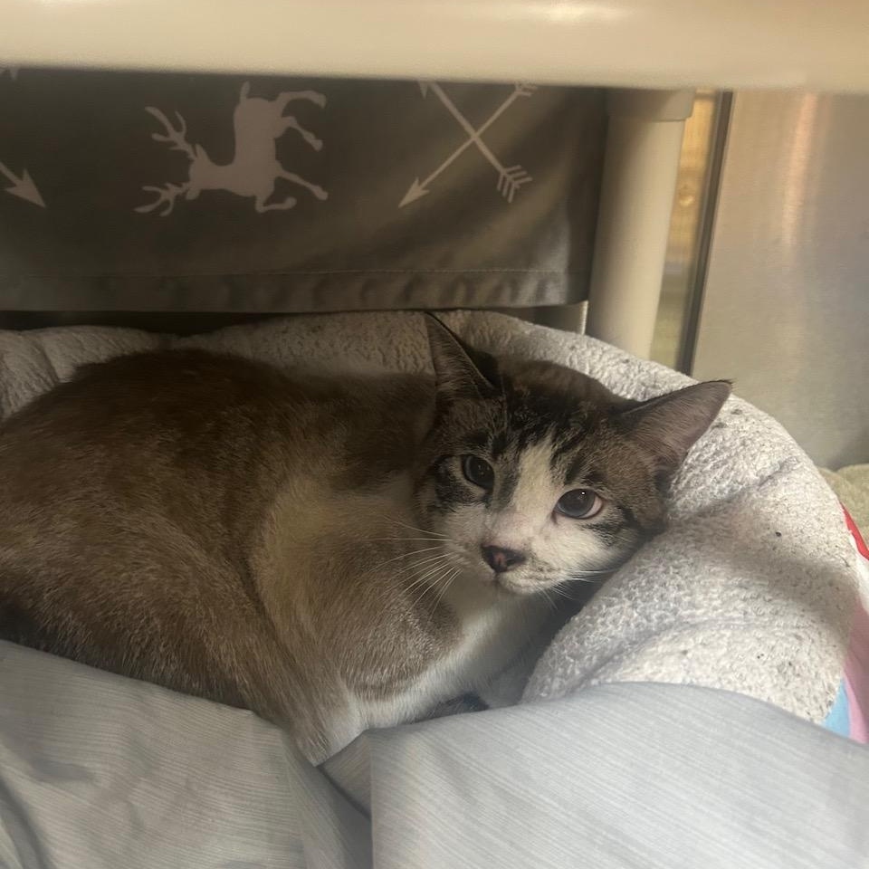 Louie, adopted, Young Male Domestic Short Hair.