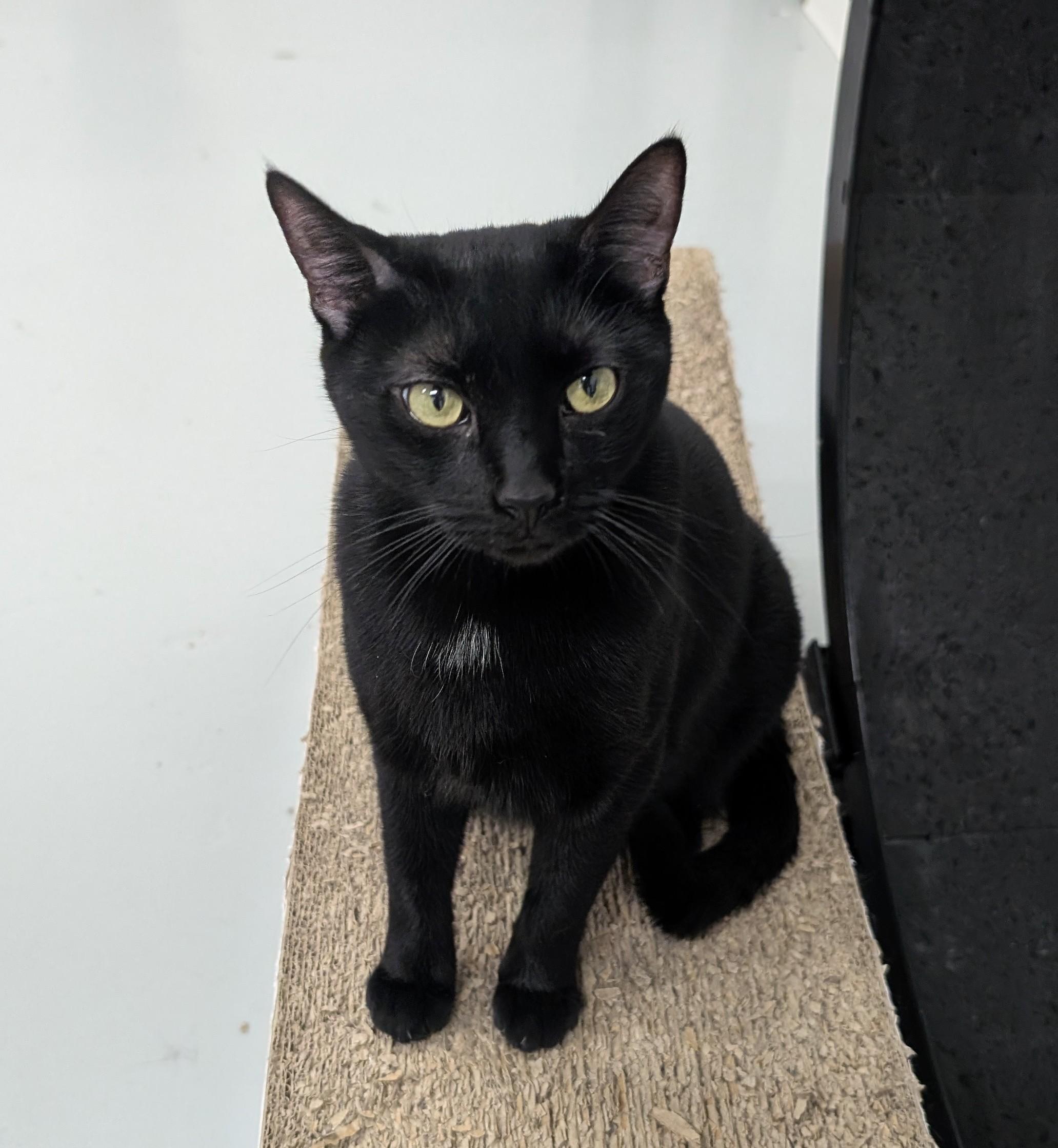 Bella, a Adoptable mixed breed in West Palm Beach, FL image 4/6