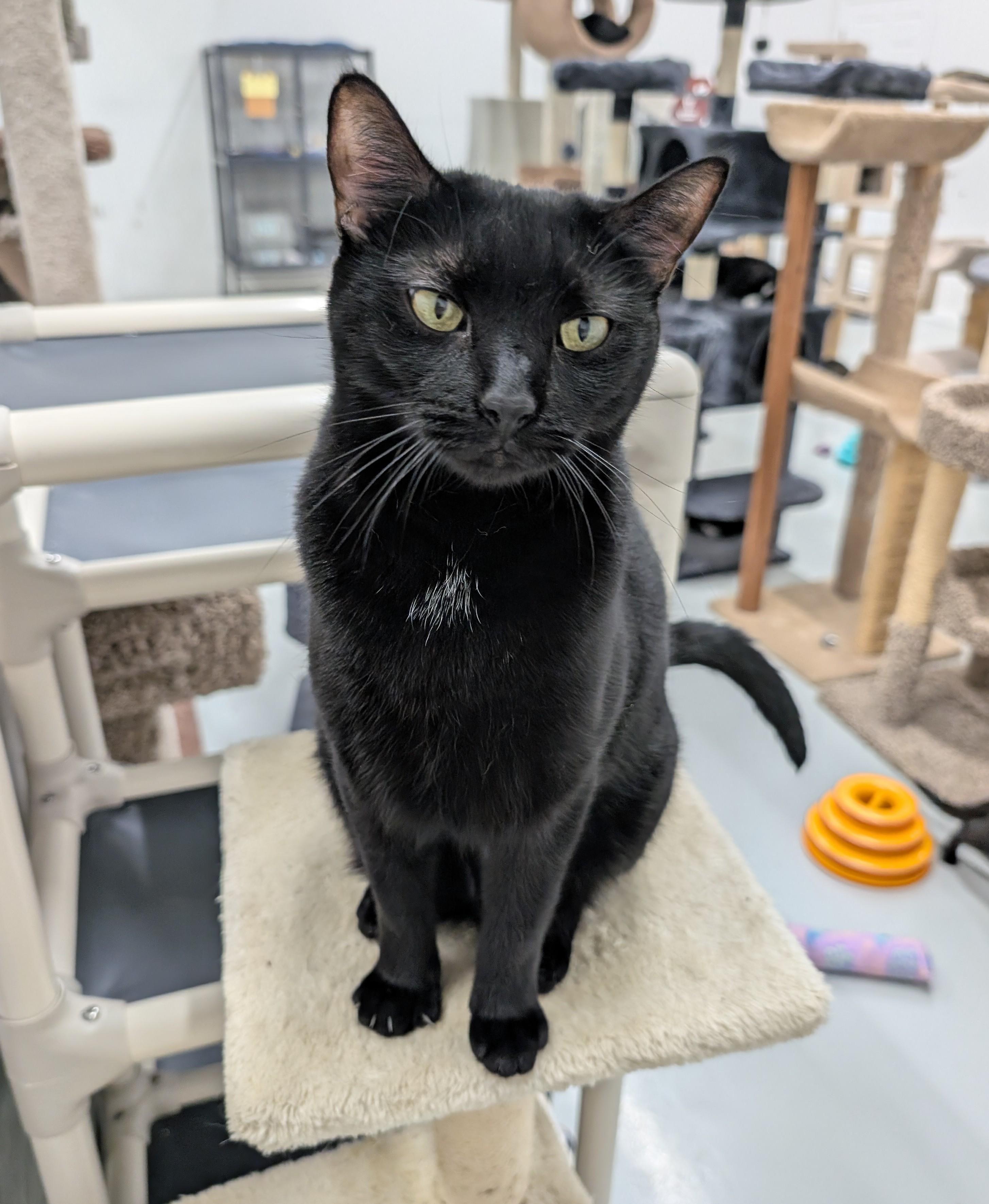 Bella, Adoptable, Young Female American Shorthair & Domestic Short Hair.