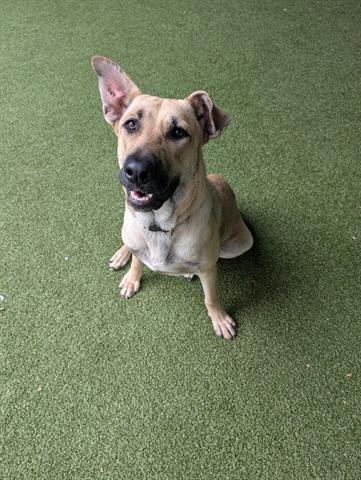 Enlarge LIONA, a Adoptable German Shepherd Dog in San Martin, CA image 1/1