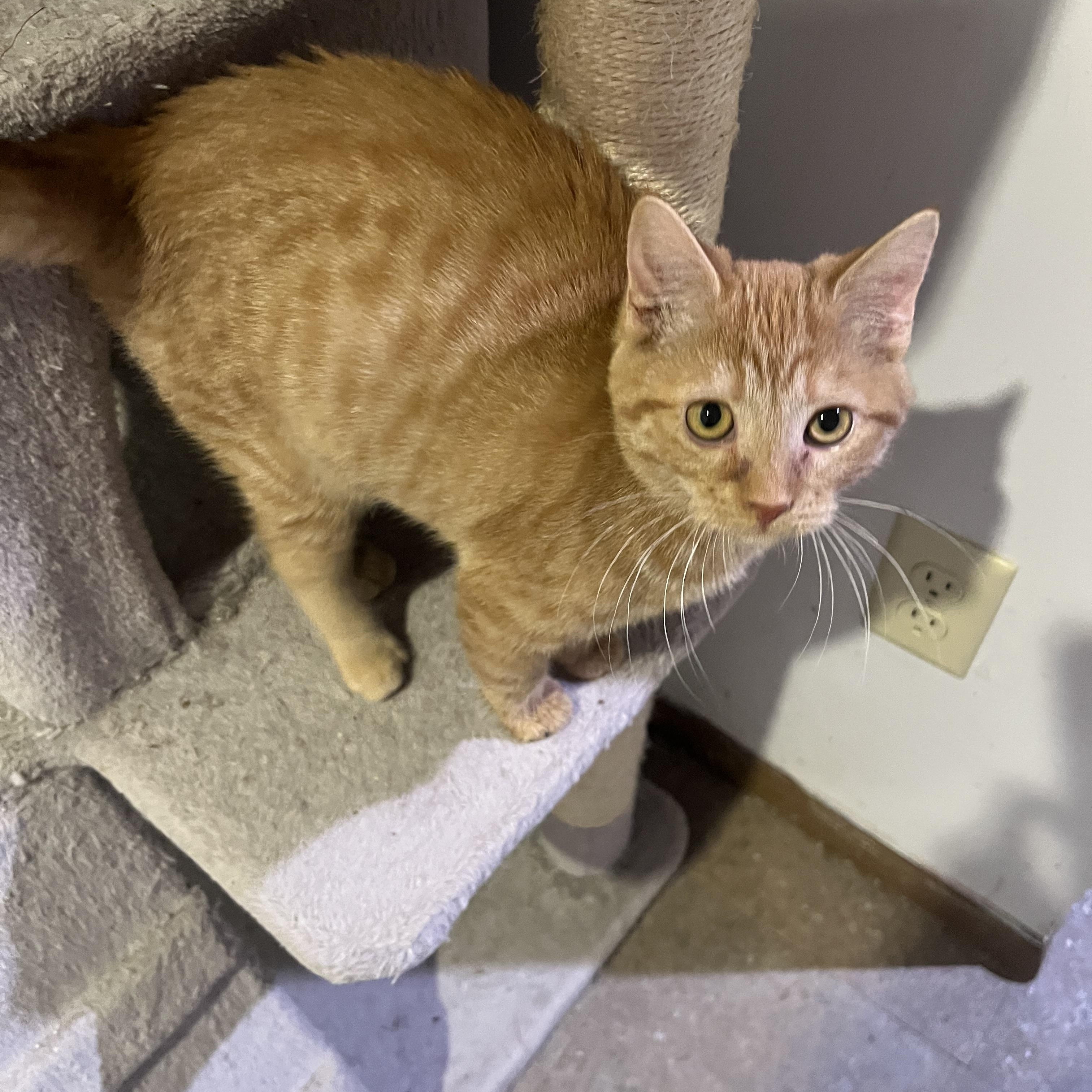 Beanie Baby, Adoptable, Kitten Female Domestic Short Hair.