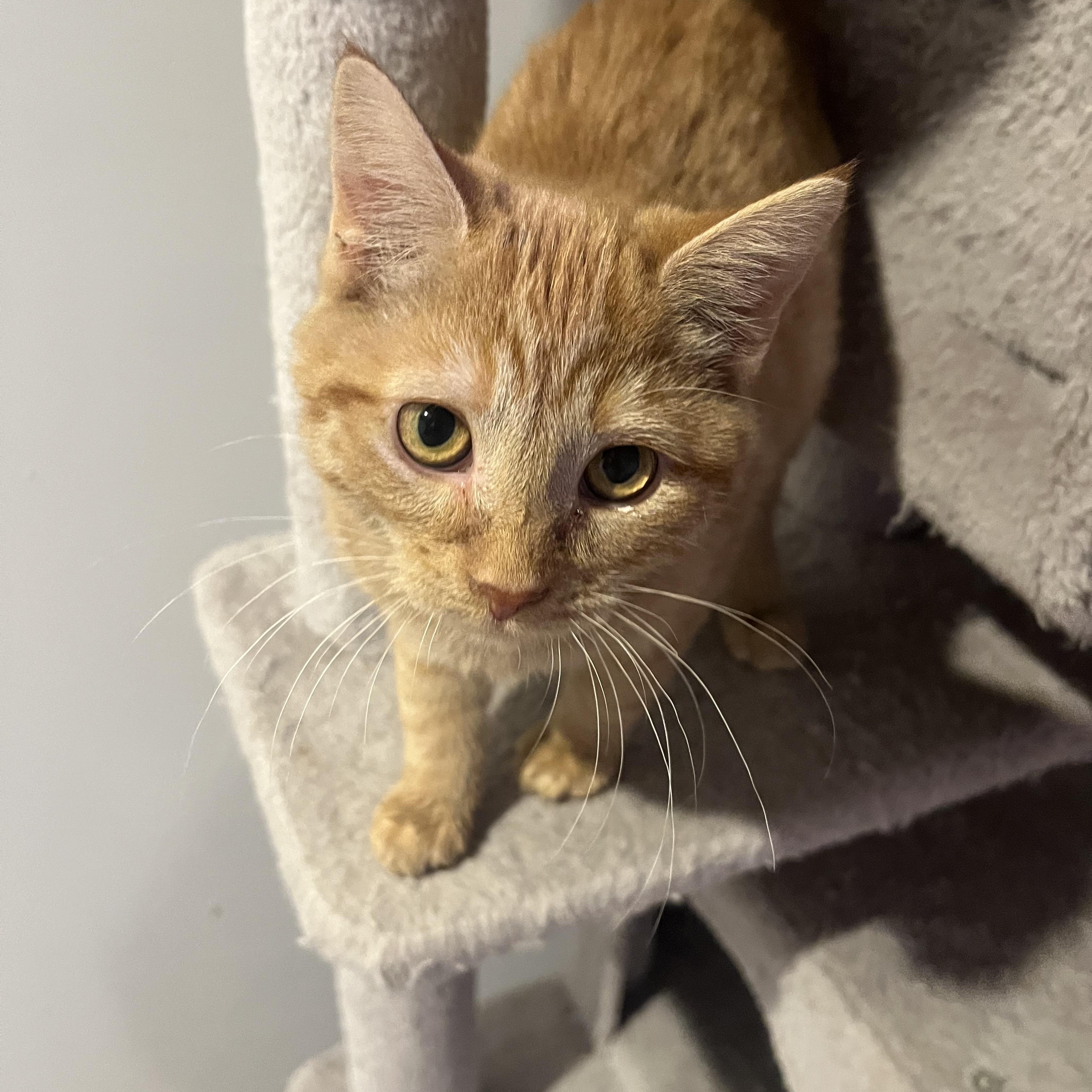 Beanie Baby, an adopted Domestic Short Hair in Madison, WI image 2/2