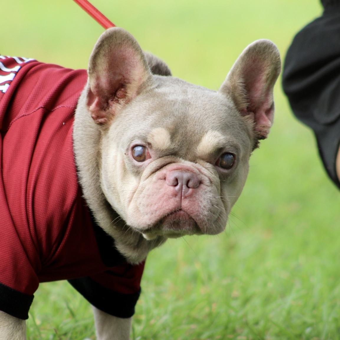 Enlarge Stevie Wonder, a Adoptable French Bulldog in Buffalo, NY image 1/4