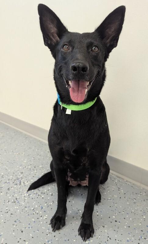 Zendaya, Adoptable, Adult Female Shepherd & Mixed Breed.
