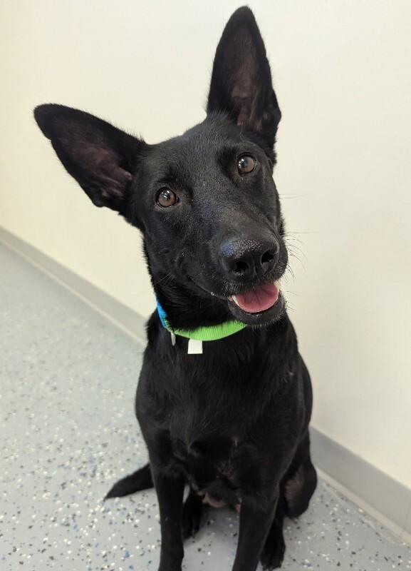 Enlarge Zendaya, a Adoptable mixed breed in Yankton, SD image 2/4