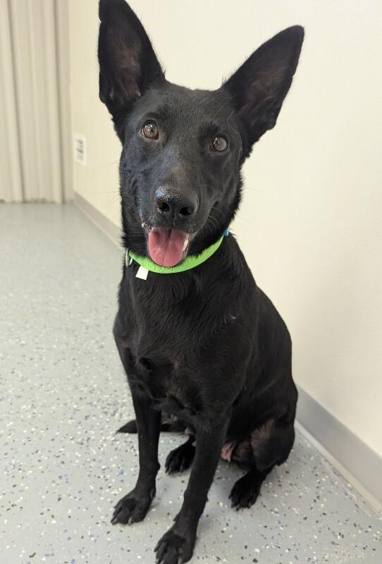 Enlarge Zendaya, a Adoptable mixed breed in Yankton, SD image 3/4
