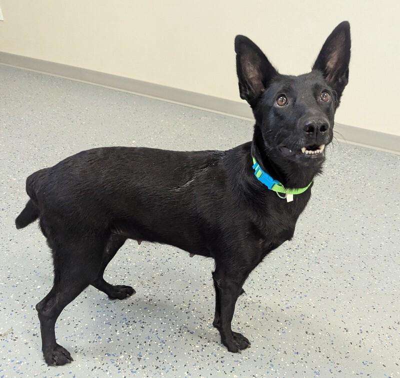 Enlarge Zendaya, a Adoptable mixed breed in Yankton, SD image 4/4