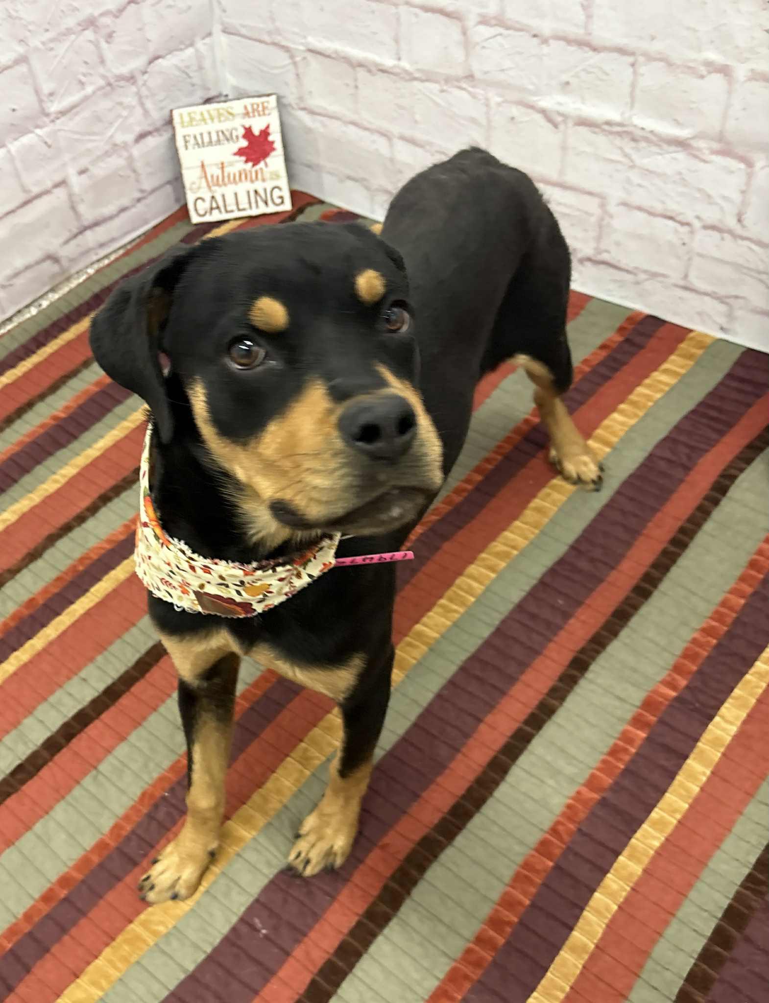 Tilly, a Adoptable mixed breed in Oxford, MI image 2/6