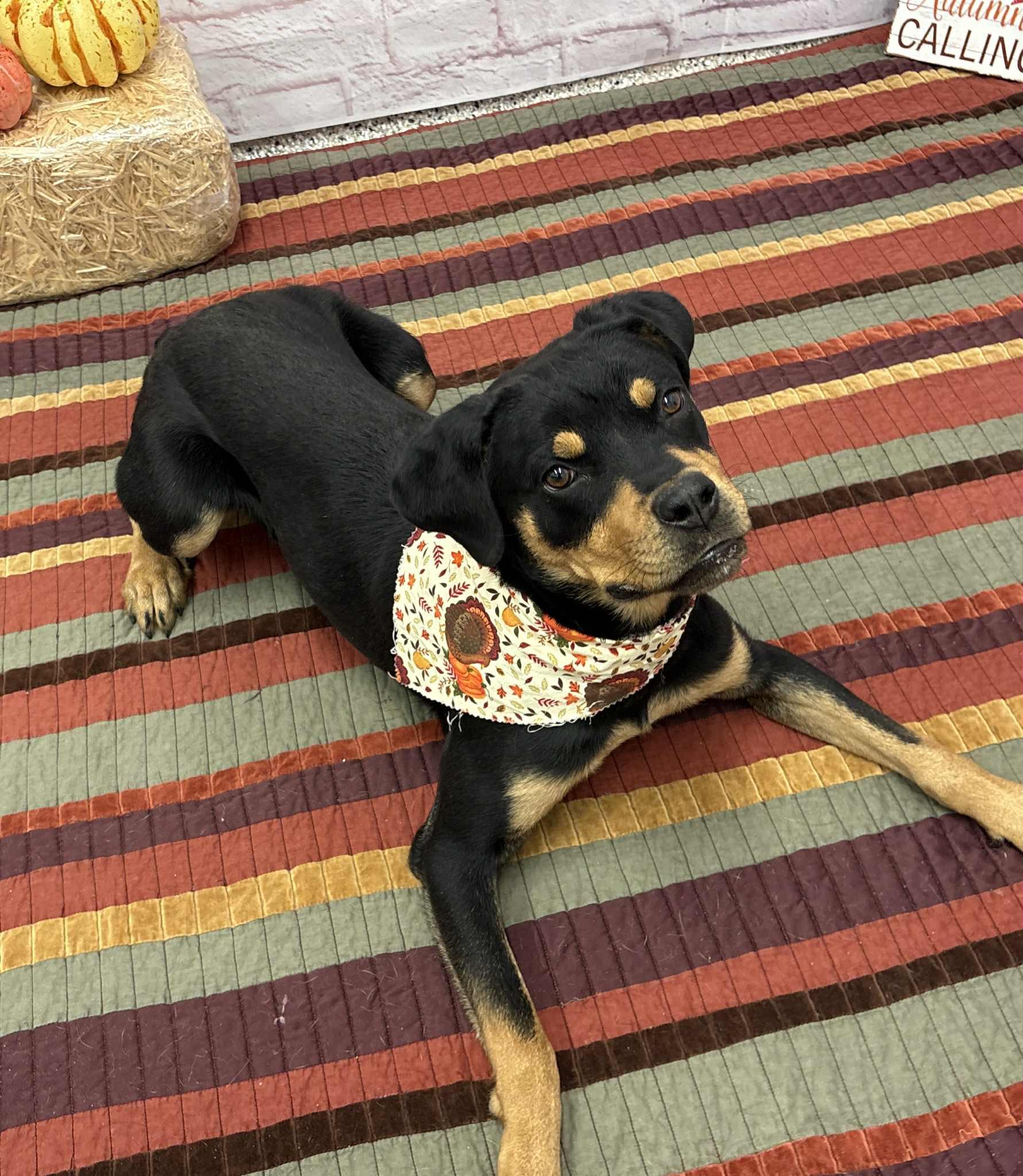 Tilly, a Adoptable mixed breed in Oxford, MI image 3/6