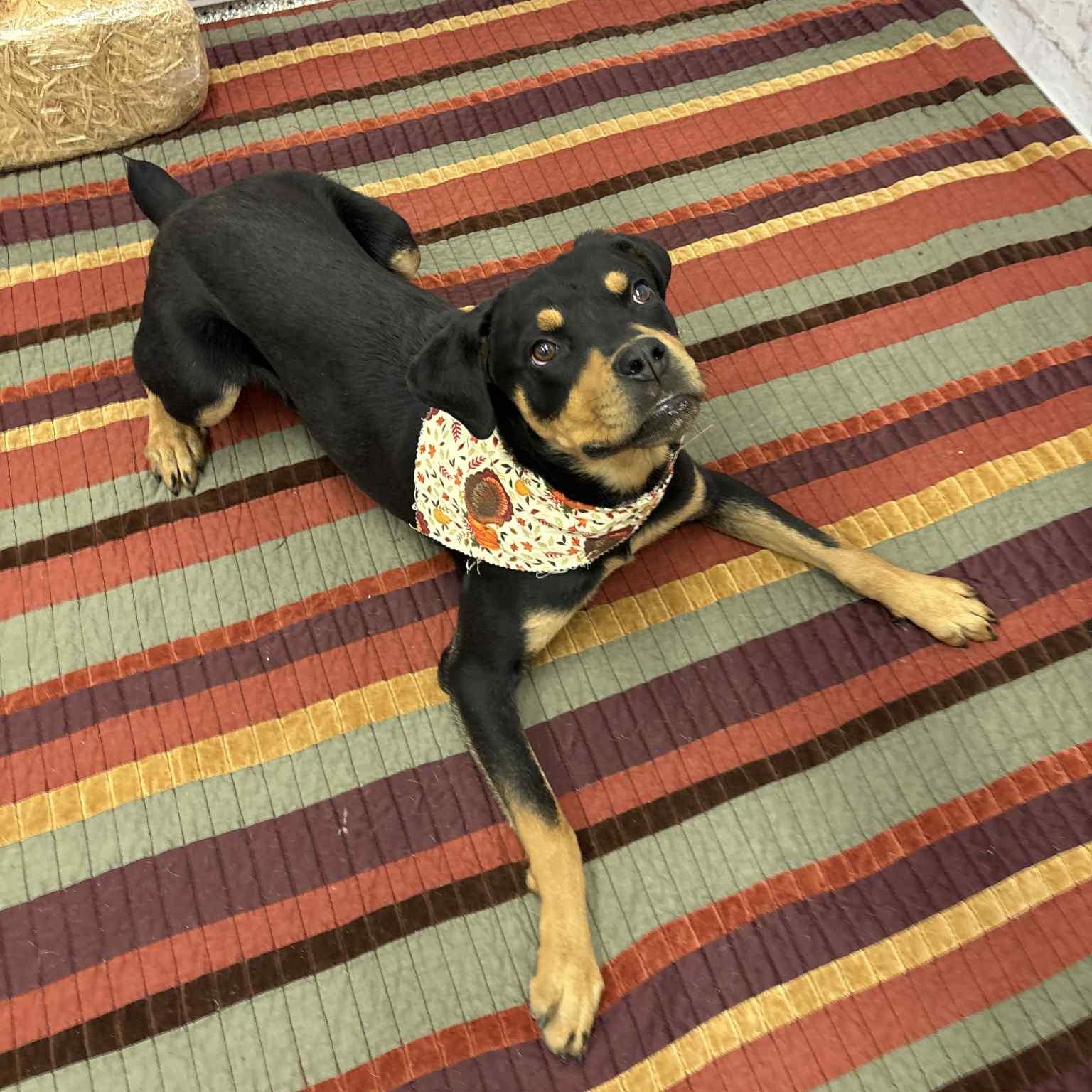 Tilly, a Adoptable mixed breed in Oxford, MI image 4/6