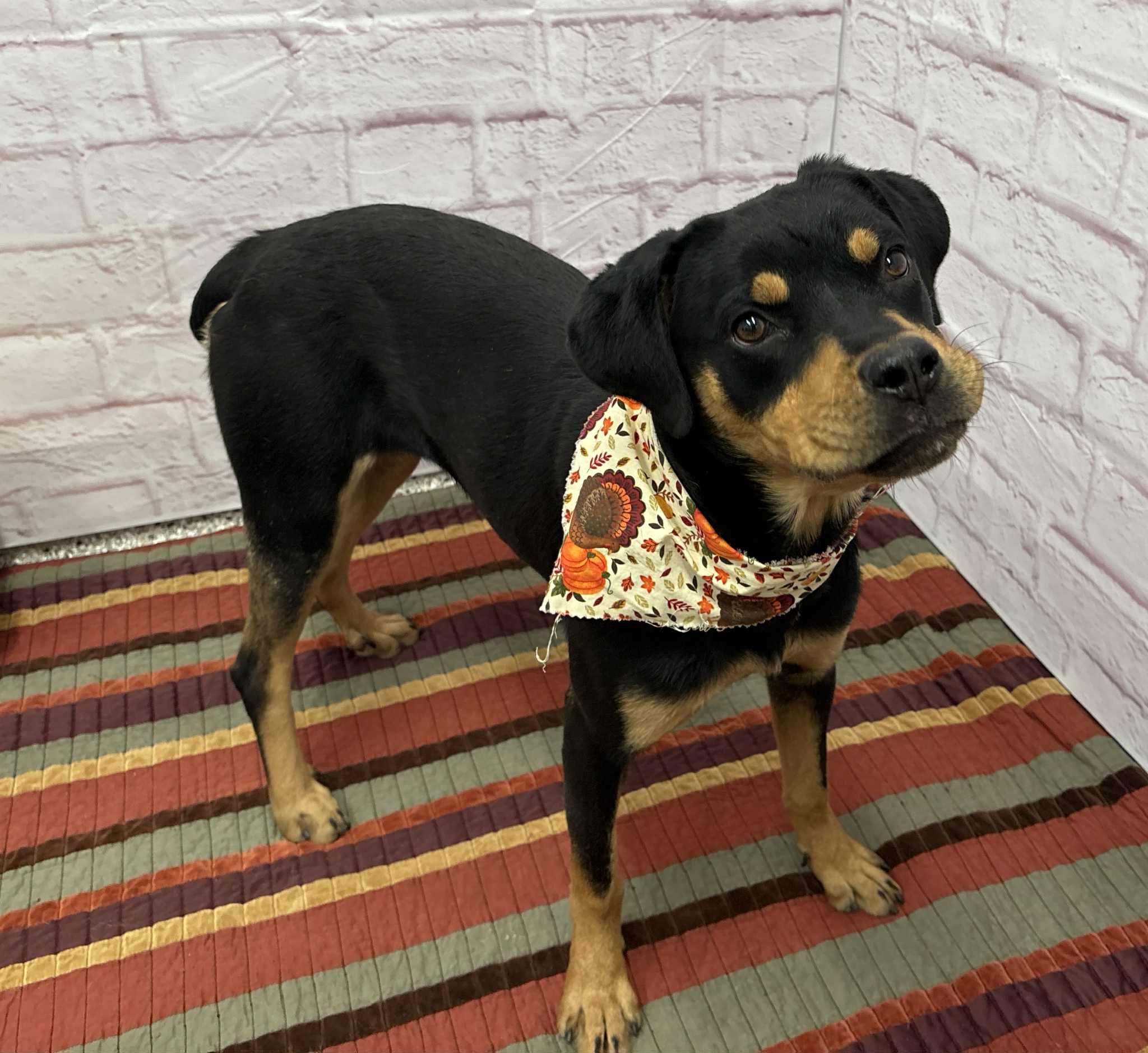 Tilly, a Adoptable mixed breed in Oxford, MI image 5/6