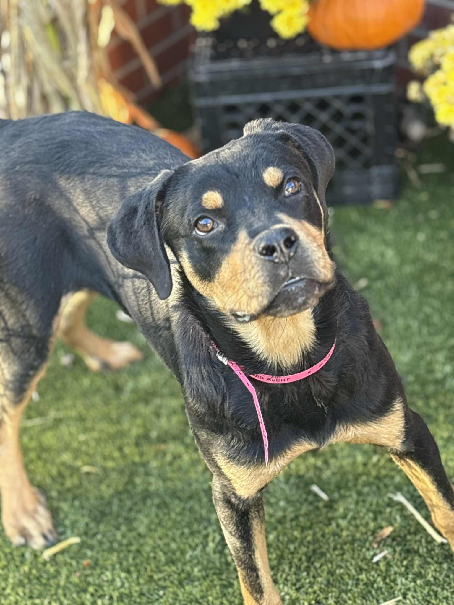 Tilly, a Adoptable mixed breed in Oxford, MI image 6/6