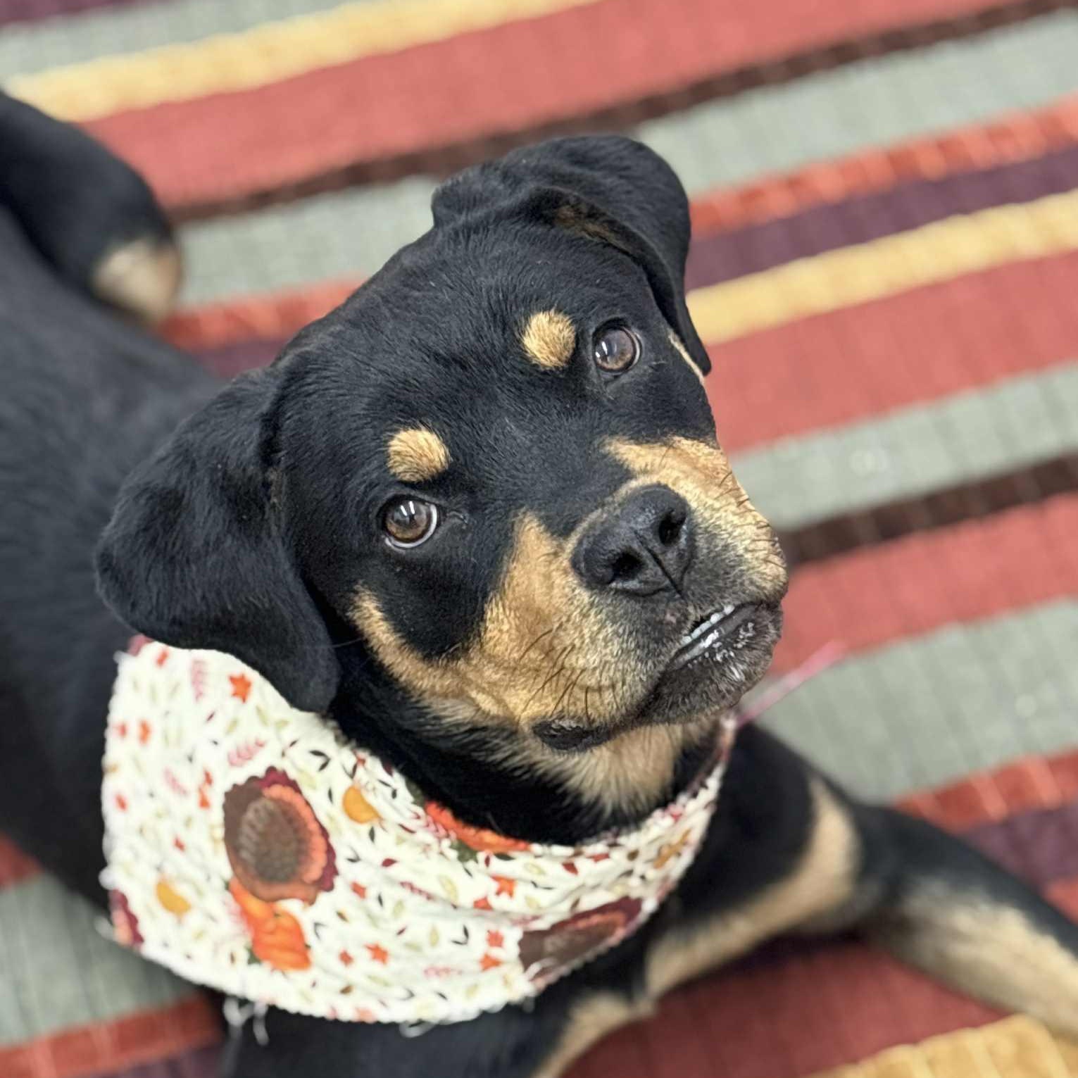Tilly, Adoptable, Young Female Rottweiler & Mixed Breed.