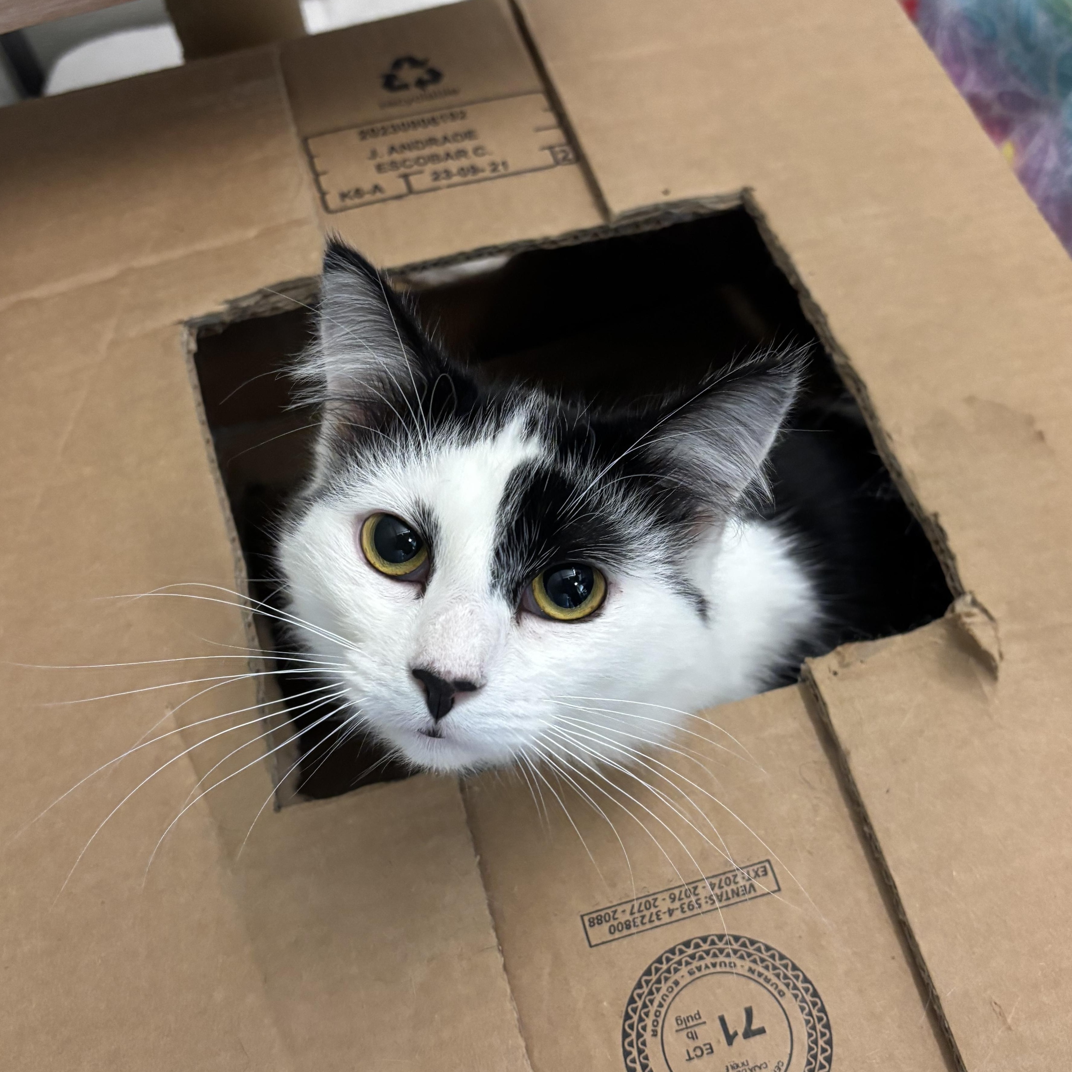 Enlarge Cookies and Cream, a Adoptable Domestic Medium Hair in Mount Pleasant, MI image 2/3