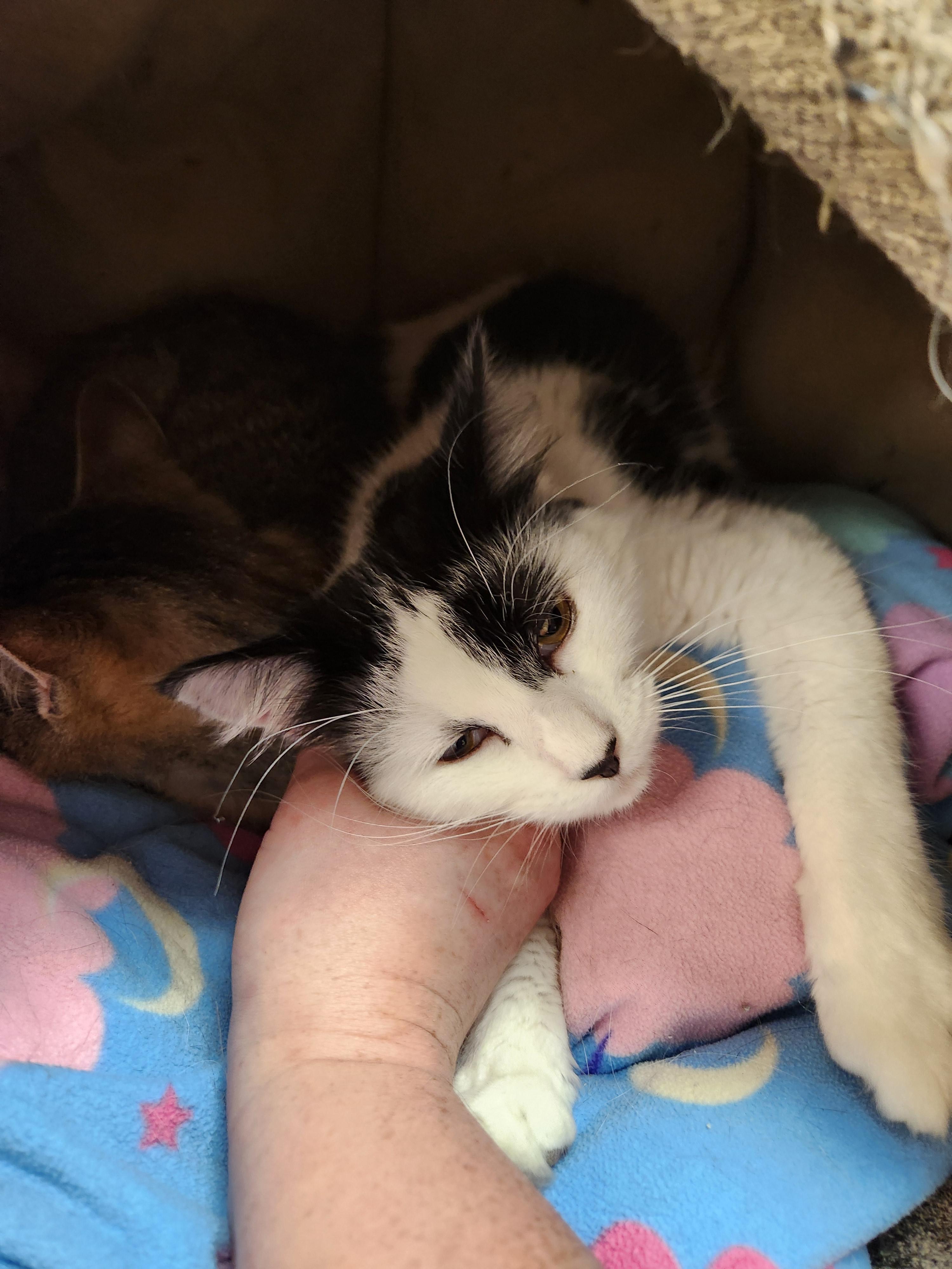 Enlarge Cookies and Cream, a Adoptable Domestic Medium Hair in Mount Pleasant, MI image 3/3