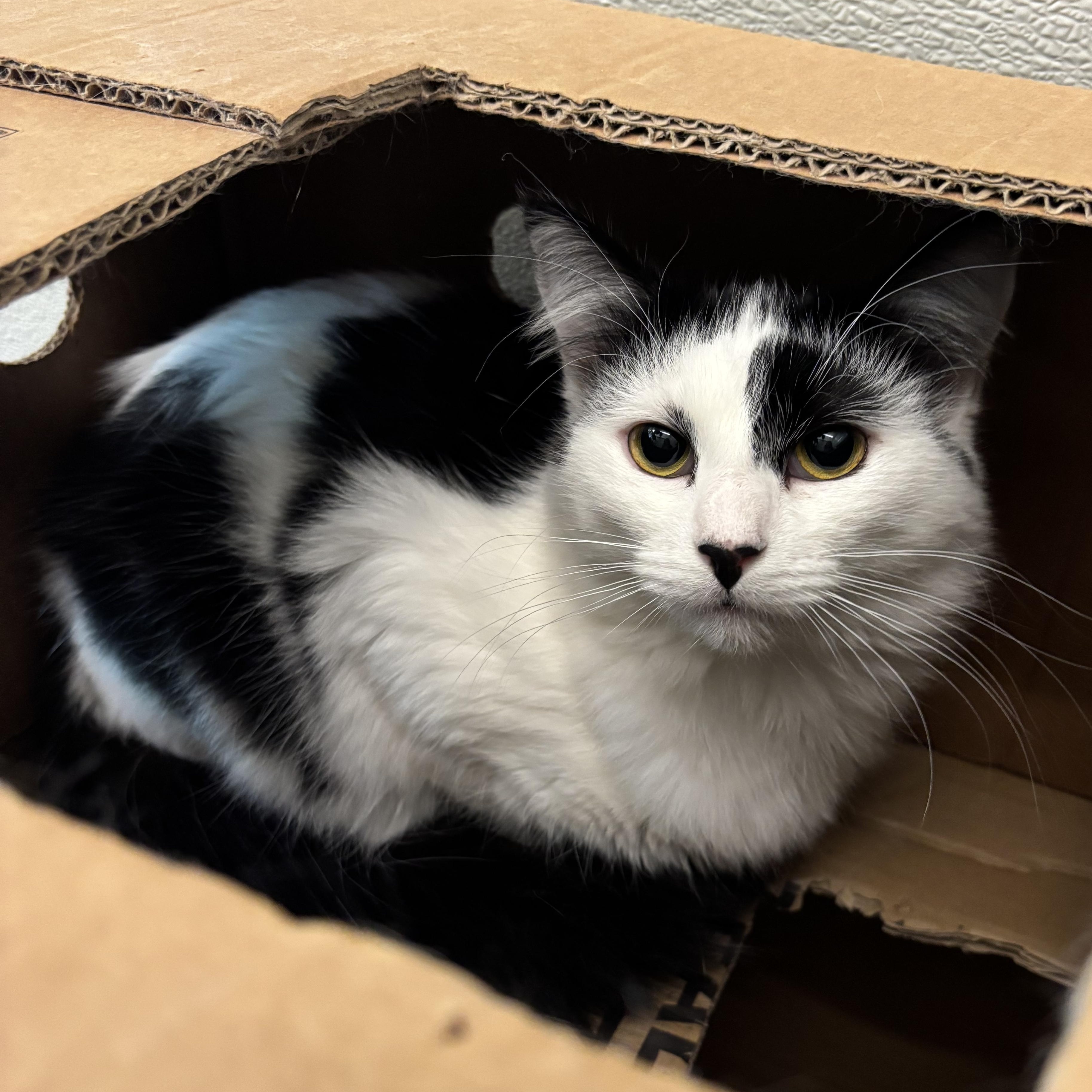Cookies and Cream, Adoptable, Young Female Domestic Medium Hair.